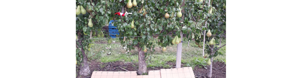 Variation in postharvest water loss between fruits picked from one tree